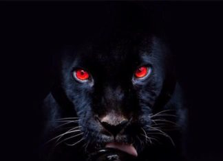 RJ Payne x Sunnie Blac Deliver “Kwame”(Video)/”He’s A F***ing Animal”(Album Stream)