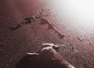 Paranoah Delivers “Jump Rabbit”