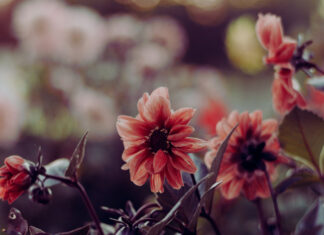 Dialog Delivers “Preordained”/ “Flowers”(Beat Tape)