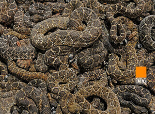 Tha God Fahim x NicoJP Drop “Snakes”(EP)