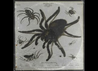 DJ Radiohead x MuGGz On Drugz Unleash “Tarantula”