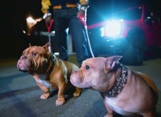 Westside Gunn x Estee Nack x Stove God Cooks Unleash “Boswell”(Video)
