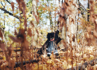 billy woods Unleashes “GOLLIWOG”(Album)