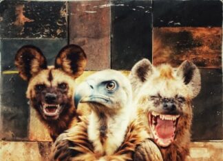 Milano Constantine Unleashes “Wild Kingdom”